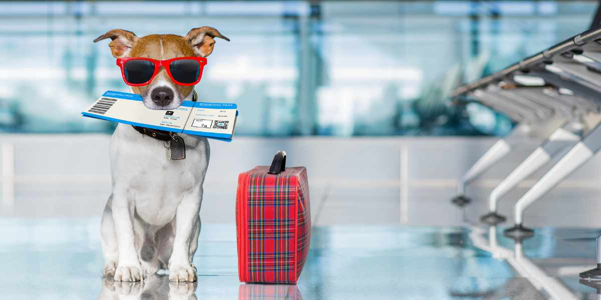 Dog-at-airportTips for Leaving Pets While on Vacation by PetWell